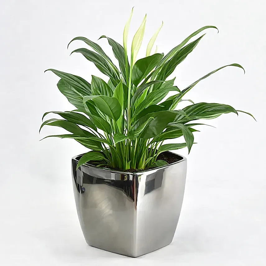 Peaceful Lily Plant in black pot