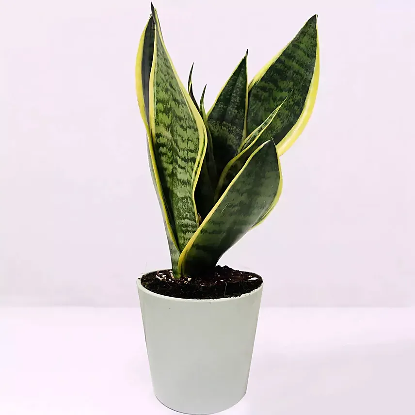 Snake Plant in white pot
