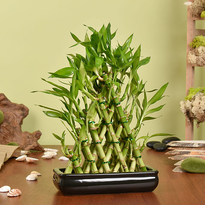 Lucky Bamboo Plant in Triangle shape